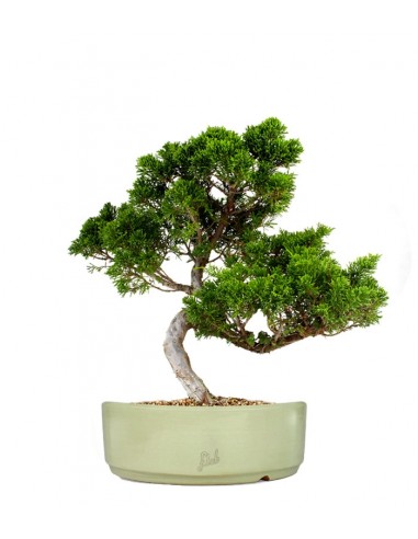 Juniperus chinensis Itoigawa M