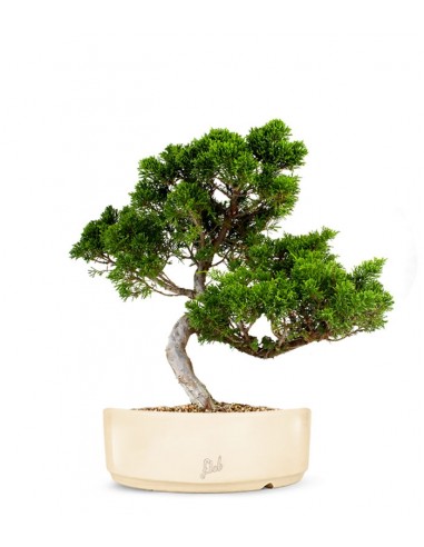 Juniperus chinensis Itoigawa M Juniperus chinensis Itoigawa M