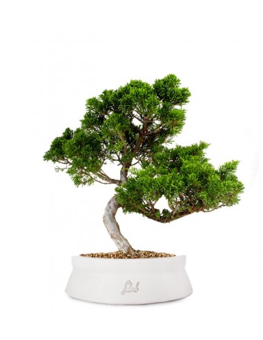 Juniperus chinensis Itoigawa M