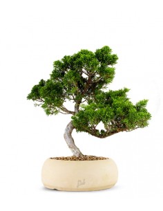 Juniperus chinensis Itoigawa M 2