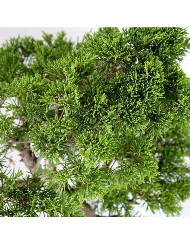 Juniperus chinensis Itoigawa M