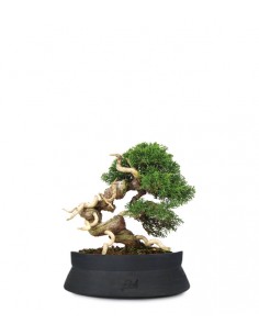 Juniperus Giapponese