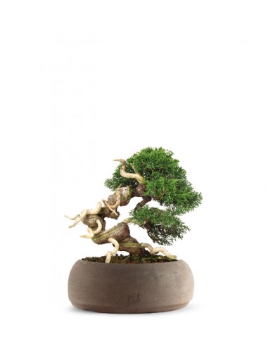 Juniperus Giapponese Juniperus Giapponese