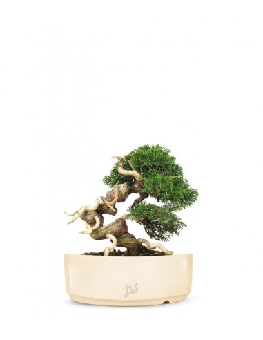 Juniperus Giapponese Juniperus Giapponese