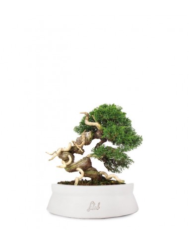 Juniperus Giapponese Juniperus Giapponese