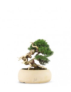 Juniperus Giapponese 2