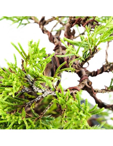 Juniperus Giapponese