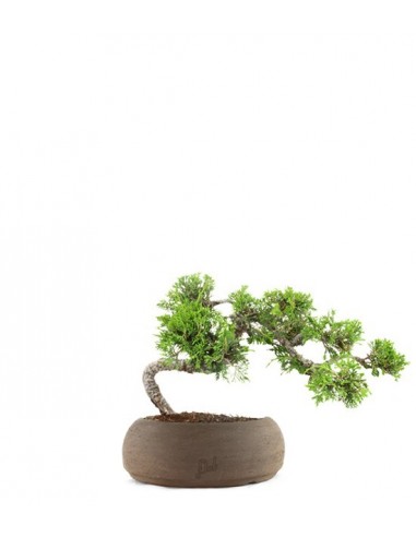 Juniperus Itoigawa semi cascata Juniperus Itoigawa semi cascata