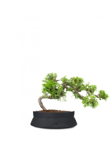 Juniperus Itoigawa semi cascata Juniperus Itoigawa semi cascata