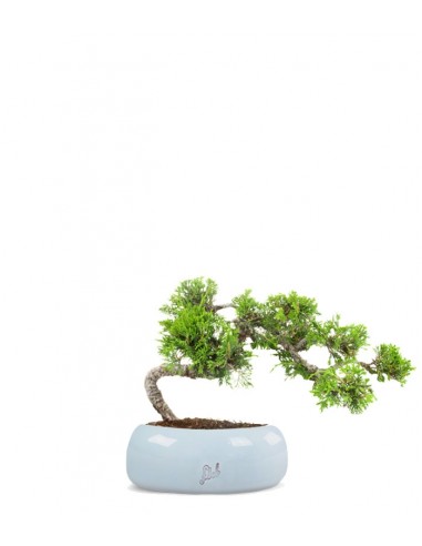 Juniperus Itoigawa semi cascata Juniperus Itoigawa semi cascata