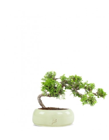 Juniperus Itoigawa semi cascata Juniperus Itoigawa semi cascata
