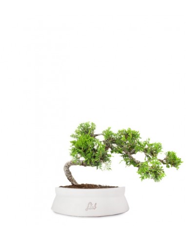 Juniperus Itoigawa semi cascata Juniperus Itoigawa semi cascata