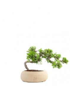 Juniperus Itoigawa semi... 2