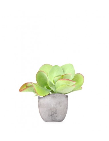 Kalanchoe Thyrsiflora