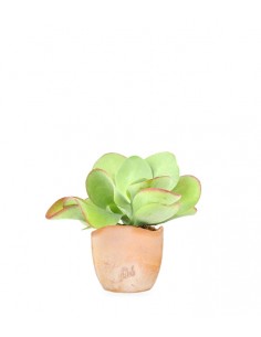 Kalanchoe Thyrsiflora 2