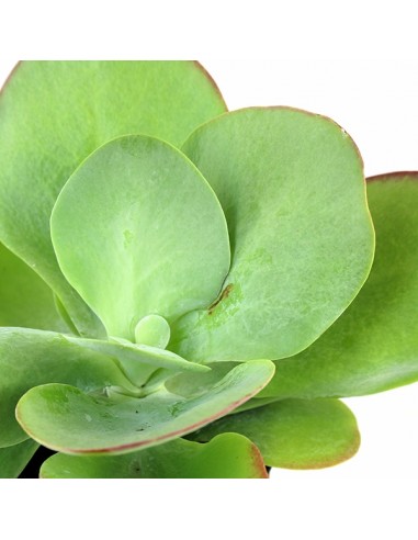 Kalanchoe Thyrsiflora