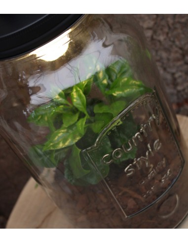 Lampada con pianta di caffè