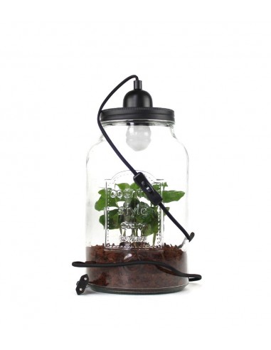 Lampada con pianta di caffè