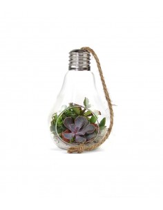 Lampadina  Succulente