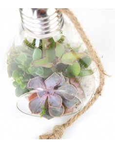 Lampadina  Succulente 2