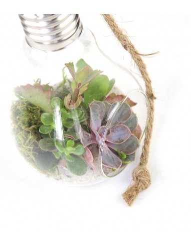 Lampadina  Succulente