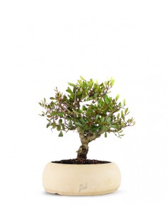 Lentisco alberello Bonsai 2