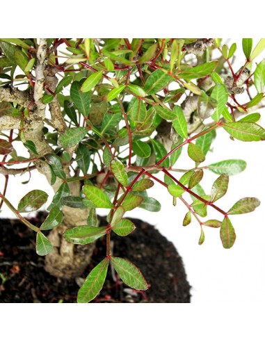Lentisco alberello Bonsai Lentisco alberello Bonsai