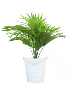 Livistona rotundifolia