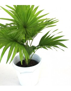 Livistona rotundifolia 2