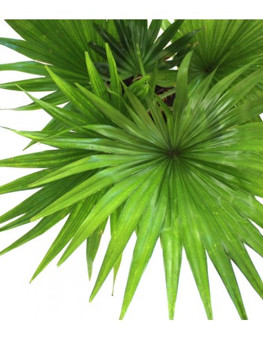 Livistona rotundifolia