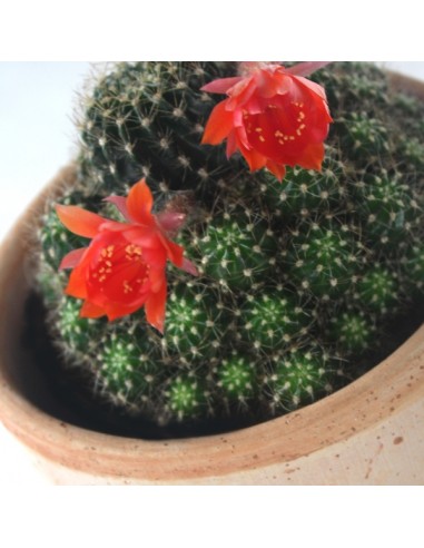 Lobivia arachnacantha