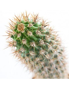 Machaerocereus eruca 2