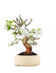 Melo esemplare 17 anni