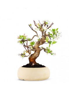 Melo esemplare 17 anni 2