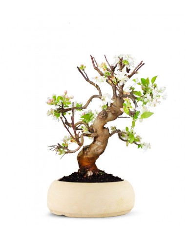 Melo esemplare 17 anni