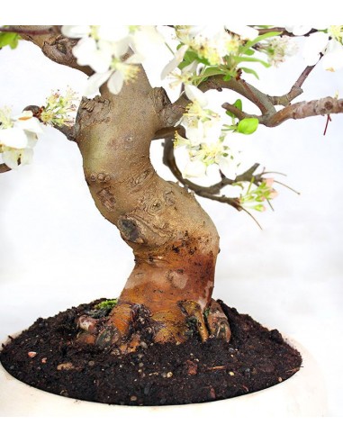 Melo esemplare 17 anni