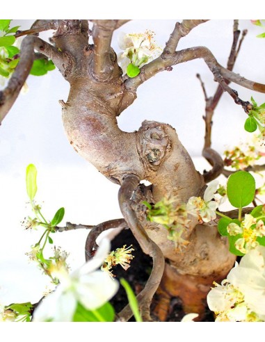 Melo esemplare 17 anni