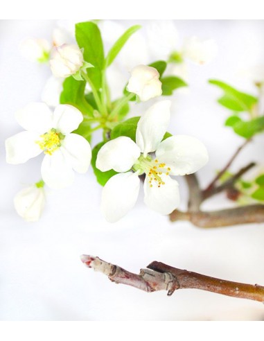 Melo esemplare 17 anni