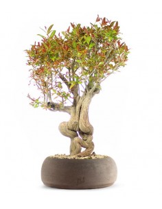 Melograno Bonsai Esemplare XL