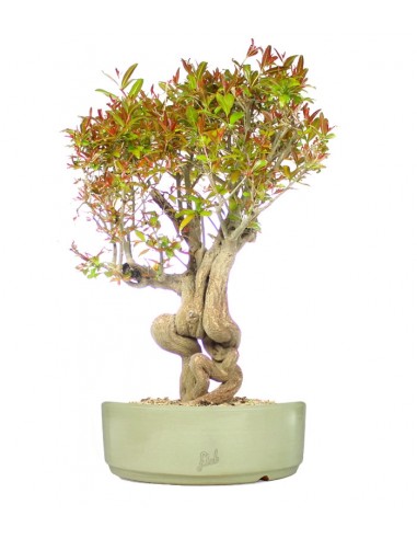 Melograno Bonsai Esemplare XL Melograno Bonsai Esemplare XL