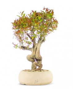 Melograno Bonsai Esemplare XL 2
