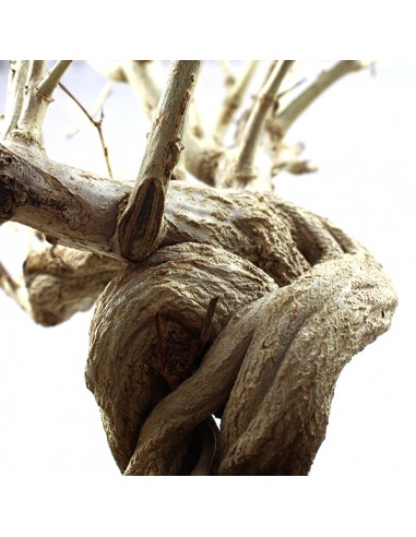 Melograno Bonsai Esemplare XL Melograno Bonsai Esemplare XL