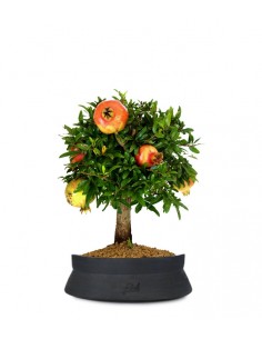 Melograno M Bonsai