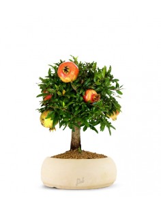 Melograno M Bonsai 2