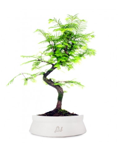 Metasequoia Metasequoia