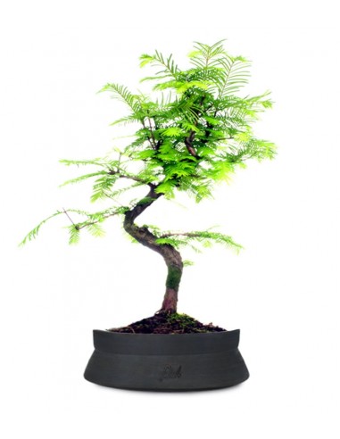 Metasequoia Metasequoia