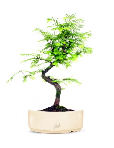 Metasequoia Metasequoia
