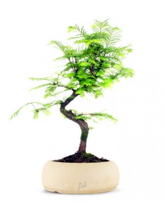 Metasequoia 2