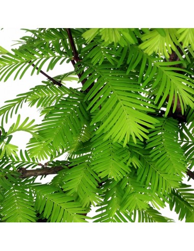Metasequoia Metasequoia