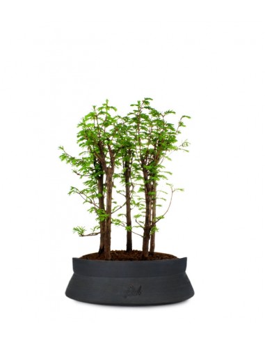 Metasequoia Boschetto L